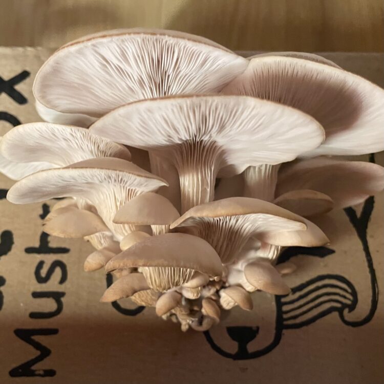 Growing mushrooms