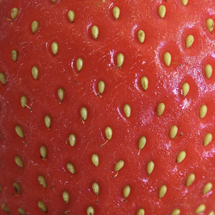 Strawberries, dandelions and cannabis