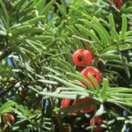Deadly plants: Taxus baccata