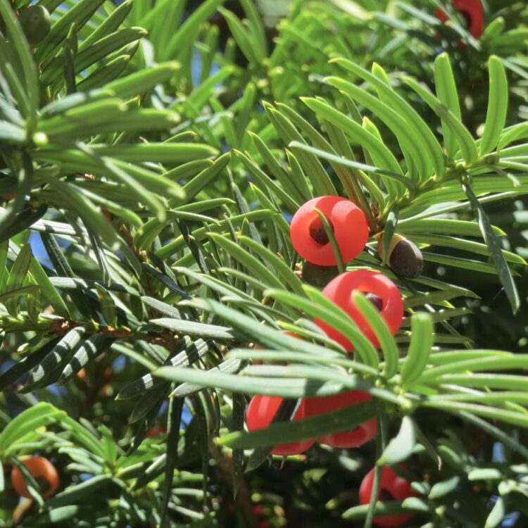 Deadly plants: Taxus baccata