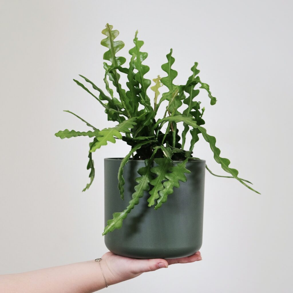 Happy national cactus day!