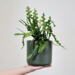 Happy national cactus day!