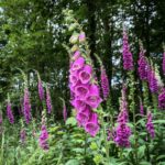 Deadly plants: Digitalis purpurea