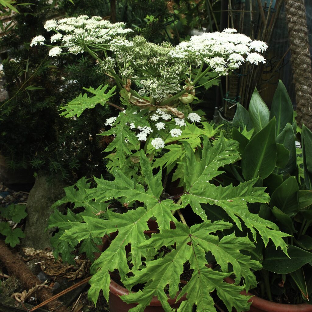 Giant hogweed