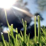 Why does freshly cut grass smell?