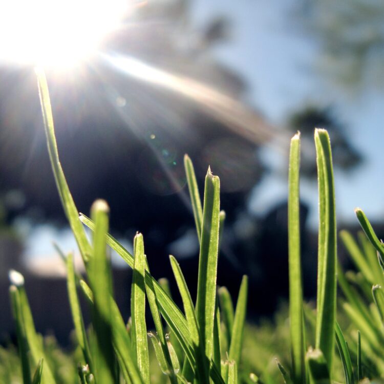 Why does freshly cut grass smell?