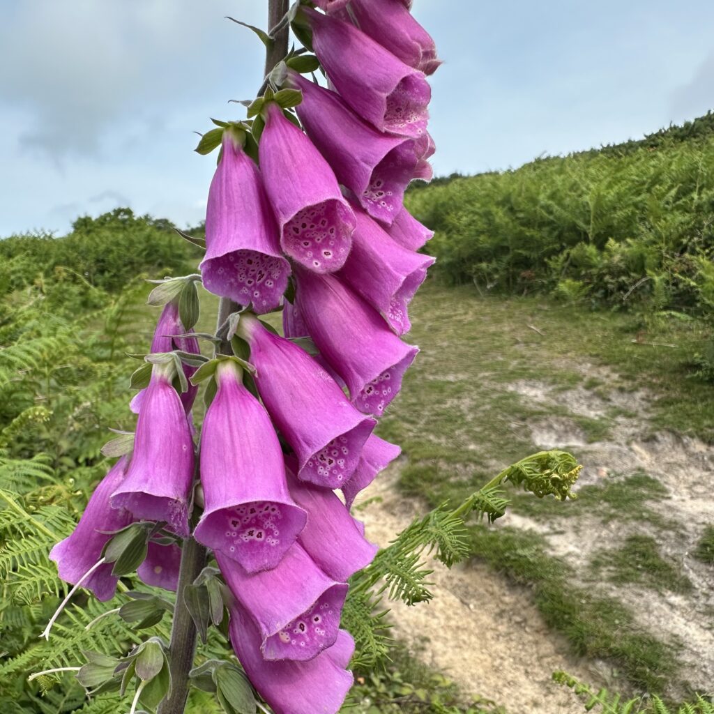 Deadly plants: Digitalis purpurea