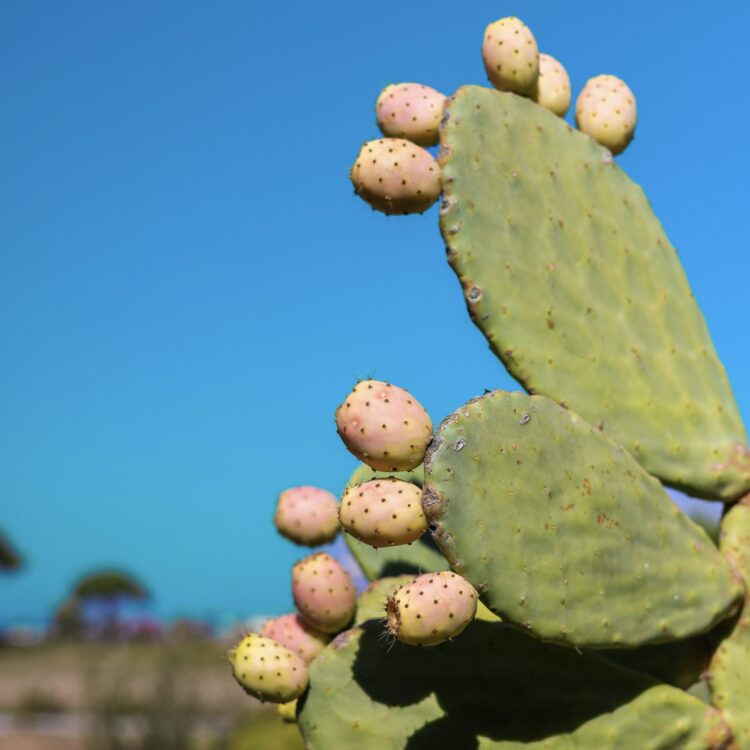 Cactus juice plastic
