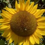 Sunflower inflorescence