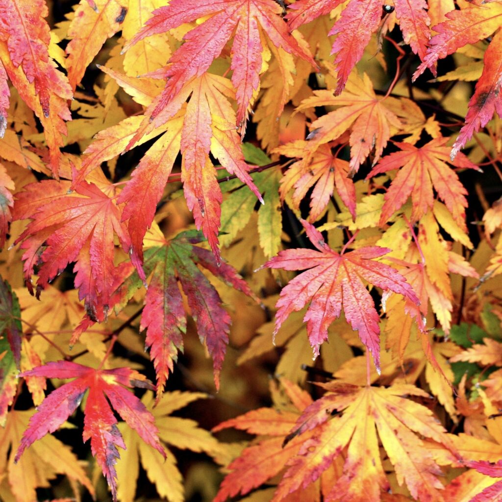 Autumn colour